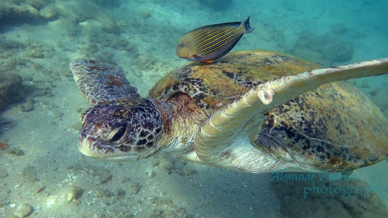 Hotel Dolphin Hikkaduwa Dış mekan fotoğraf